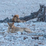 Lions at Okaukeujo (image by John McLoughlin)