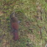 Little Long-tailed Woodcreeper (image by Pete Morris)