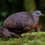 Little Tinamou (image by Leo Garrigues)