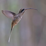 Long-billed Hermit (image by Pete Morris)