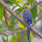 Long-tailed Silky-flycatcher (image by Pete Morris)
