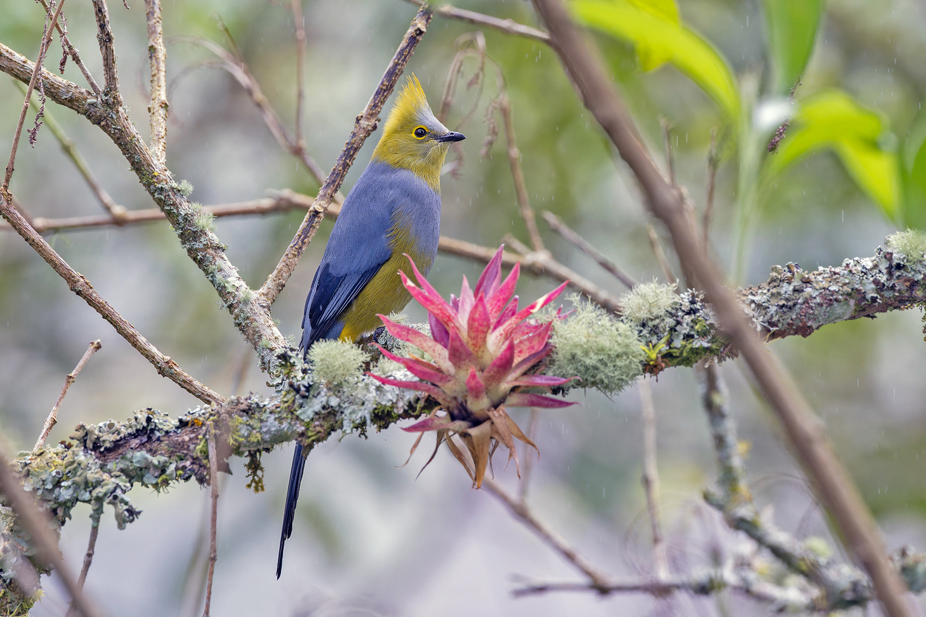Long-tailed Silky-flycatcher (image by Pete Morris)