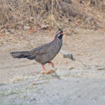 Long-tailed Wood Partridge (image by Pete Morris)