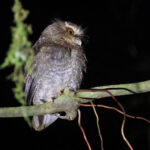 Long-whiskered Owlet (image by Brendan Ryan)
