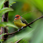 Lulu's Tody-Flycatcher (image by Leo Garrigues)