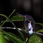 Malaysian Blue-banded Kingfisher (image by Dáni Balla)