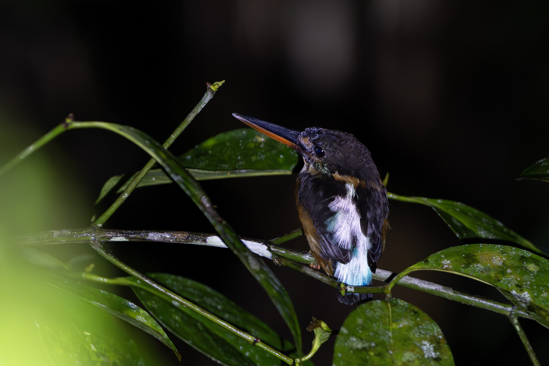 Malaysian Blue-banded Kingfisher (image by Dáni Balla)