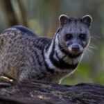 Malayan Civet (image by Dáni Balla)