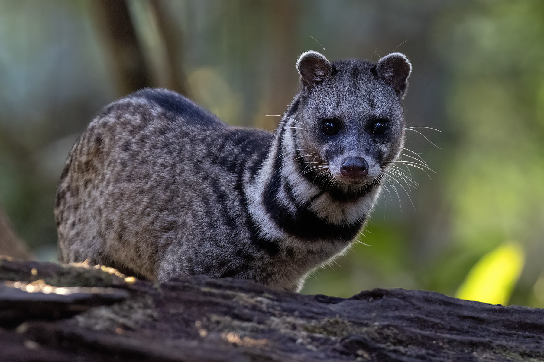 Malayan Civet (image by Dáni Balla)