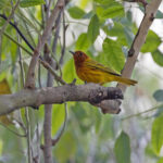 Mangrove Warbler (image by Pete Morris)