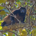 Mantled (Coiba) Howler (image by Pete Morris)