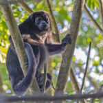 Mantled Howler (image by Pete Morris)