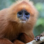 Maroon Leaf Monkey (image by Dáni Balla)