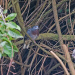 Maroon-chested Ground Dove (image by Pete Morris)