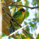 Masked Fruiteater (image by Leo Garrigues)