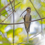 Mexican Hermit (image by Pete Morris)