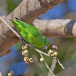 Mexican Parrotlet (image by Pete Morris)