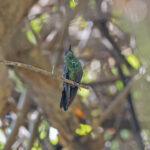 Mexican Woodnymph (image by Pete Morris)
