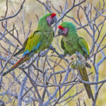 Military Macaws (image by Pete Morris)