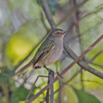 Mistletoe Tyrannulet (image by Pete Morris)