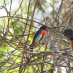 Mistletoebird (image by David Kowalick)