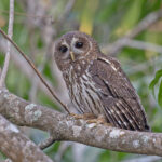 Mottled Owl (image by Pete Morris)