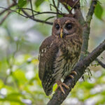 Mottled Owl (image by Pete Morris)