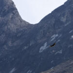 Mountain Serpent Eagle, also known as Kinabalu Serpent Eagle, soaring in front of Mt. Kinabalu (image by Dáni Balla)