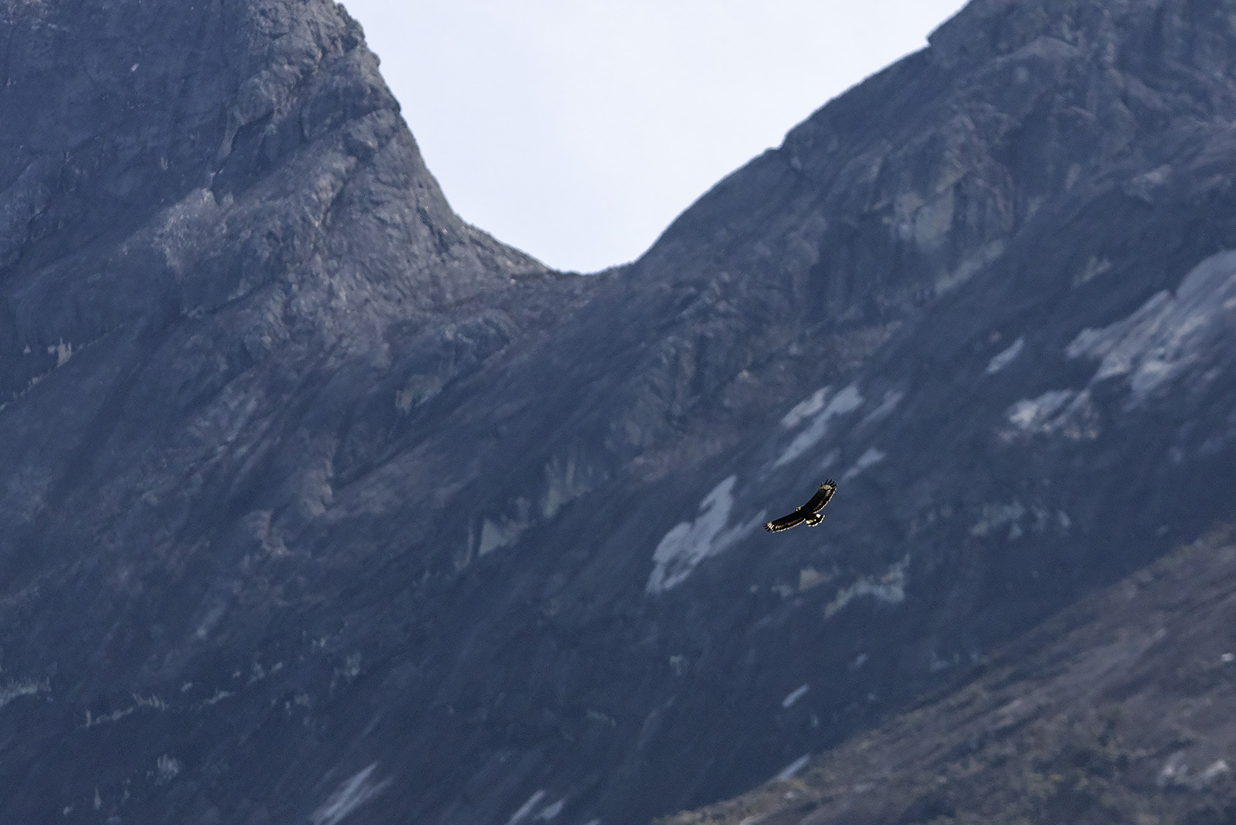 Mountain Serpent Eagle, also known as Kinabalu Serpent Eagle, soaring in front of Mt. Kinabalu (image by Dáni Balla)