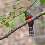 Mountain Trogon (image by Pete Morris)