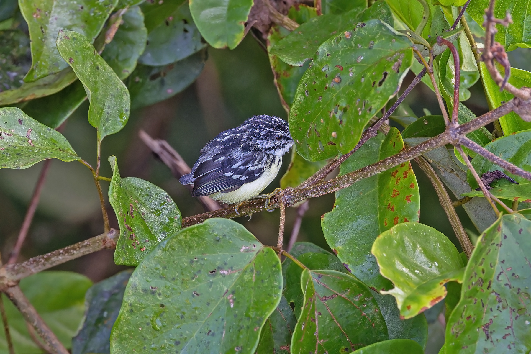 Moustached Antwren (image by Pete Morris)
