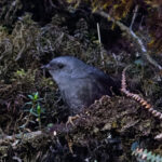 Neblina Tapaculo (image by Leo Garrigues)