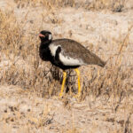 Northern Black Korhaan (image by John McLoughlin)