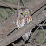 Northern Saw-whet Owl (image by Pete Morris)