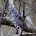 Northern (Marañon) Slaty Antshrike (image by Leo Garrigues)