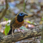 Ocellated Antbird (image by Pete Morris)