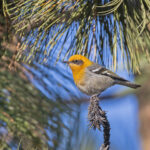 Olive Warbler (image by Pete Morris)