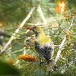 Olive-backed Oriole (image by David Kowalick)