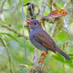 Orange-billed Nightingale-Thrush (image by Pete Morris)