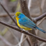 Orange-breasted Bunting (image by Pete Morris)