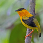Orange-collared Manakin (image by Pete Morris)