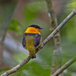 Orange-collared Manakin (image by Pete Morris)