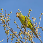 Orange-fronted Parakeet (image by Pete Morris)