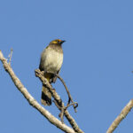 Orange-spotted Bulbul (image by Dáni Balla)