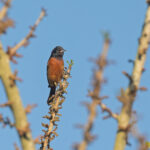 Orchard Oriole (image by Pete Morris)