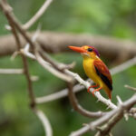 Oriental Dwarf Kingfisher (image by Dáni Balla)