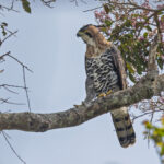 Ornate Hawk-Eagle (image by Pete Morris)