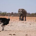Common Ostrich meets Elephant in Ethosa (image by John McLoughlin)