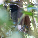 Pale-billed Antpitta (image by Leo Garrigues)