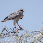 Pale Chanting Goshawk (image by John McLoughlin)